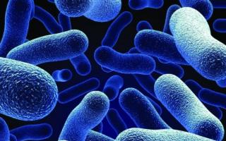 Jaký je rozdíl mezi aerobními a anaerobními bakteriemi?