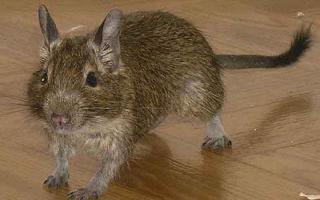 Why does a degu chew on its cage?