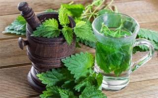 What are the benefits of nettle for the body and how to use it for medicinal purposes