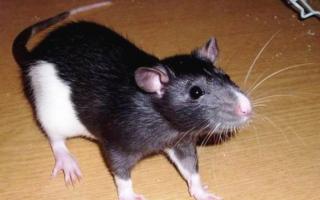 Types and breeds of decorative rats