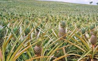 How to grow pineapple at home?