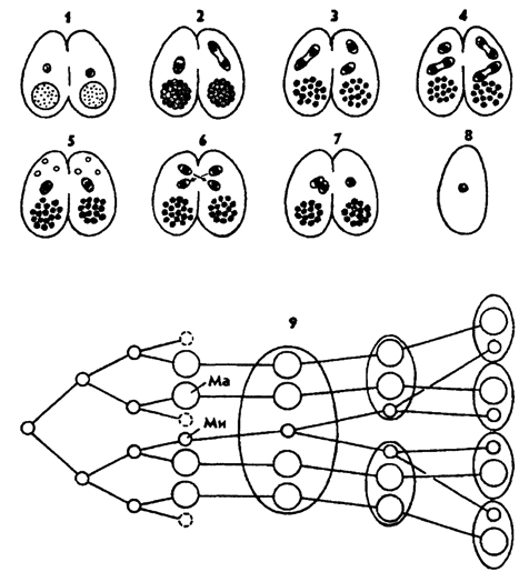 Каким номером на рисунке обозначена стадия конъюгации инфузории