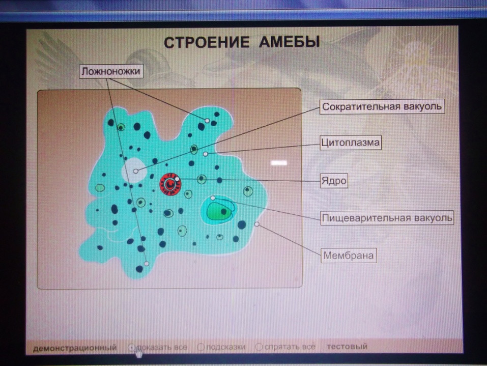 Что обозначено на рисунке цифрой 3 ложноножка цитоплазма пищеварительная вакуоль ядро ответ