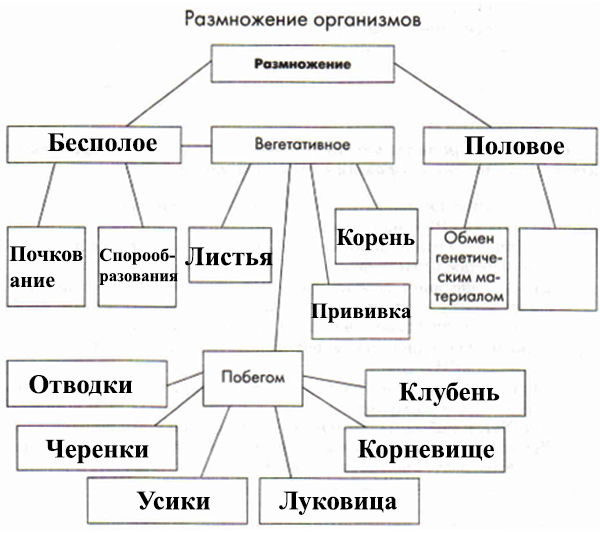 Размножение организмов. общая характеристика