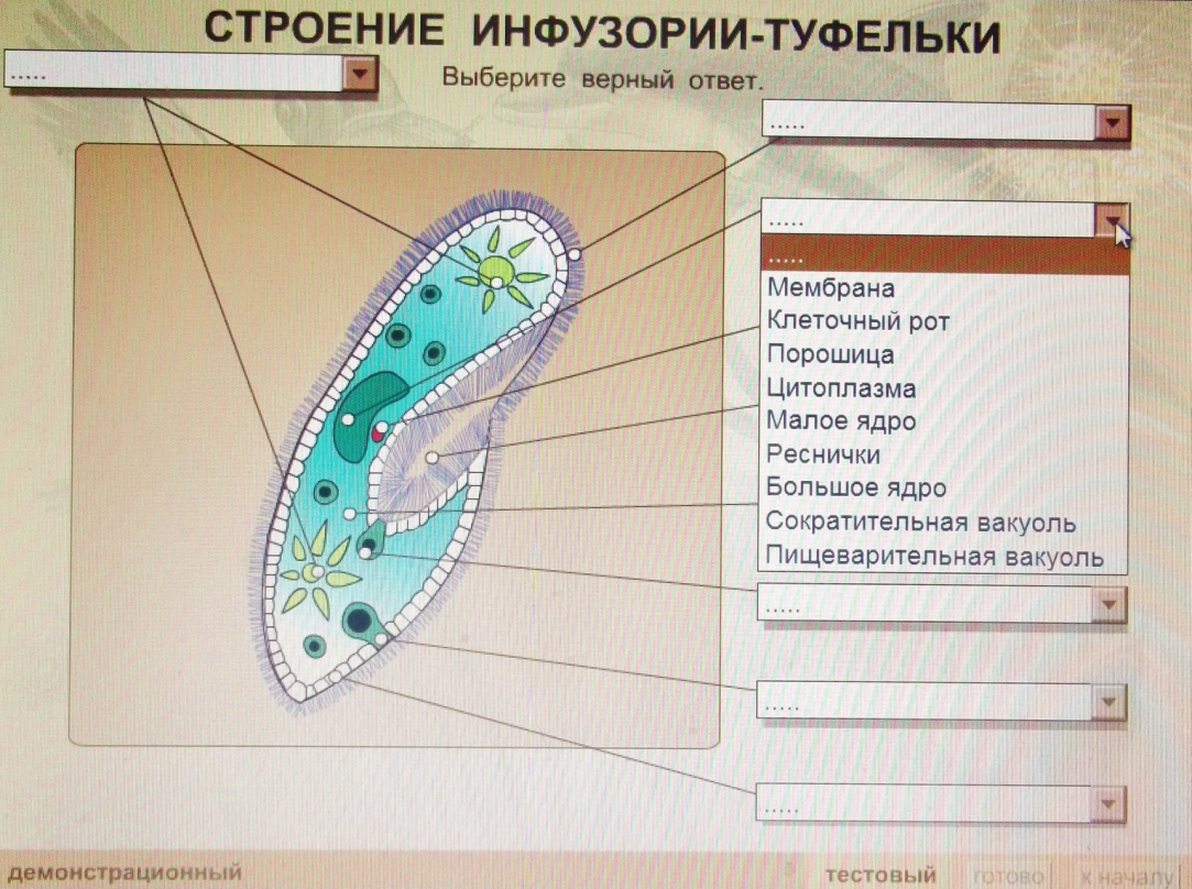 Строение инфузории туфельки 5 класс рисунок с подписями